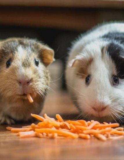 What do Guinea Pigs Eat Guinea Pig Nutrition Nibble Gnaw