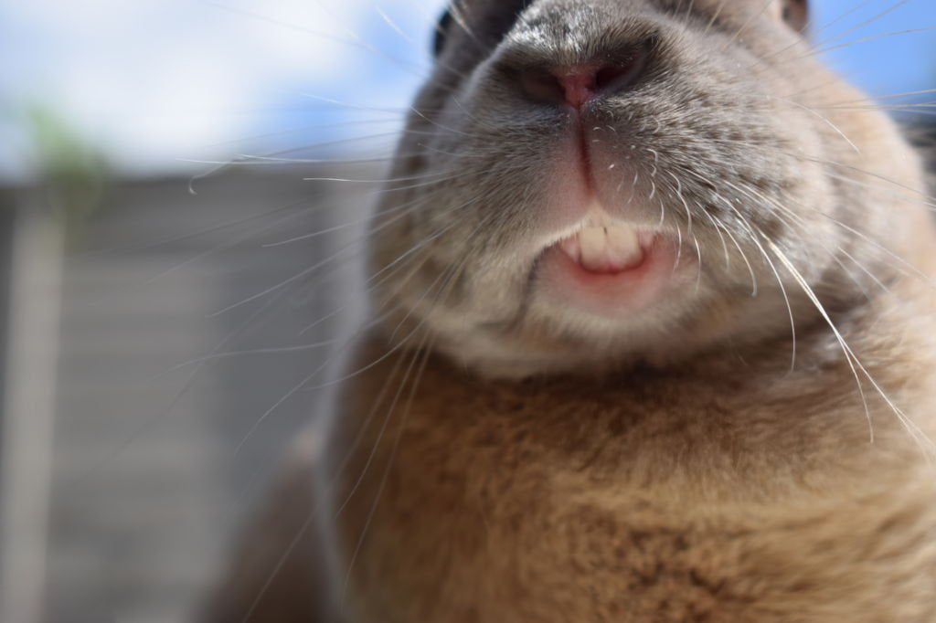 Let’s Talk About Teeth 🦷 (And Hay!)