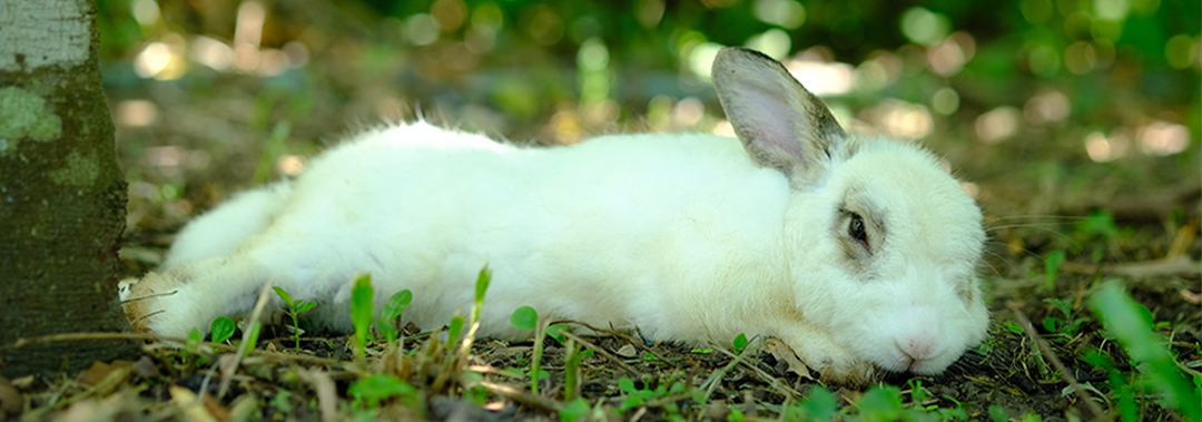 Heat Stress in Small Pets: Signs Every Owner Should Know