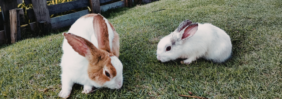 5 Easy Enrichment Ideas Using Hay
