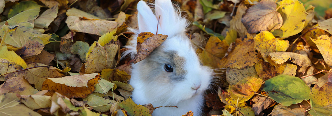 Autumn Garden Safety for Rabbits and Small Pets