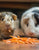 What Can Guinea Pigs Eat?