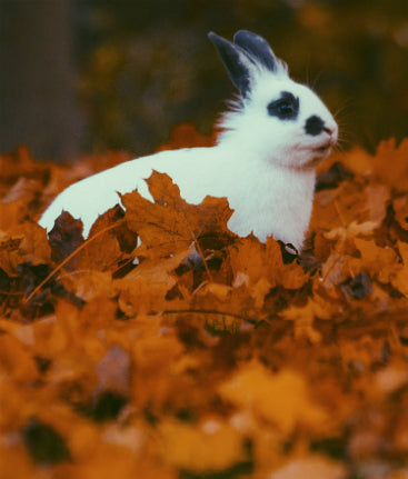 Fun Facts About Rabbits