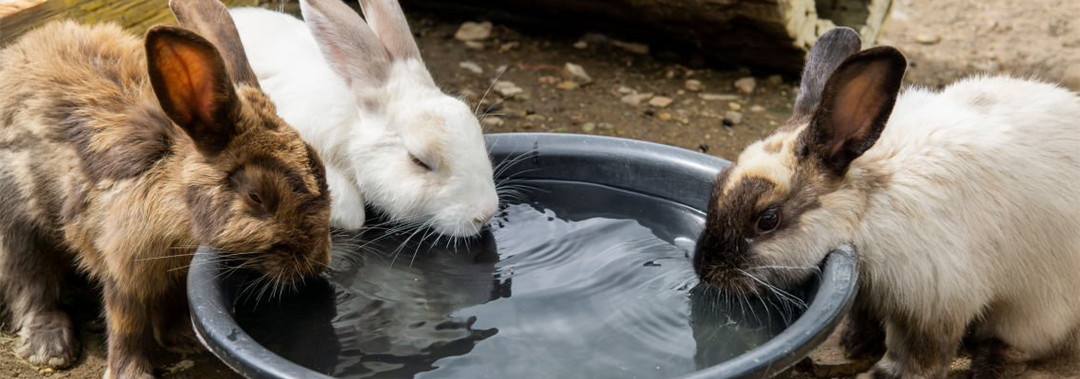 How to Keep Your Small Pet Cool in Summer