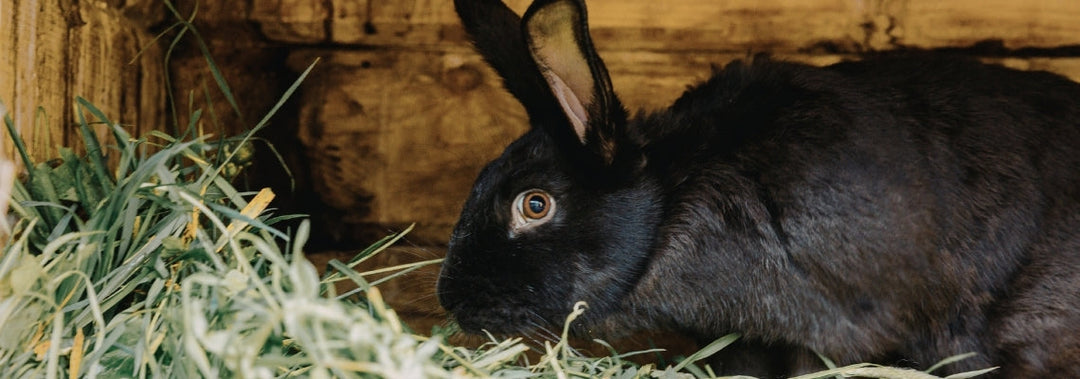 First Cut vs Second Cut Hay: What’s the Difference?