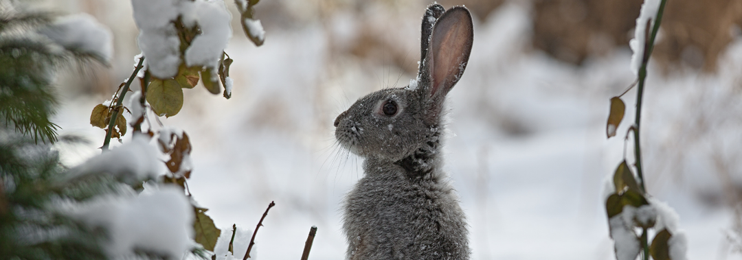 5 Cold-Weather Care Tips for Small Pets