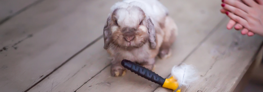 Autumn Moulting in Rabbits: Signs Every Owner Should Know
