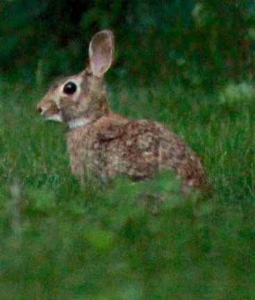 Rescue a Rabbit