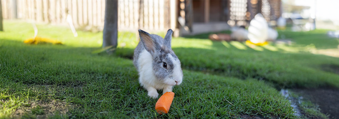 Summer Holiday Care Checklist for Small Pets