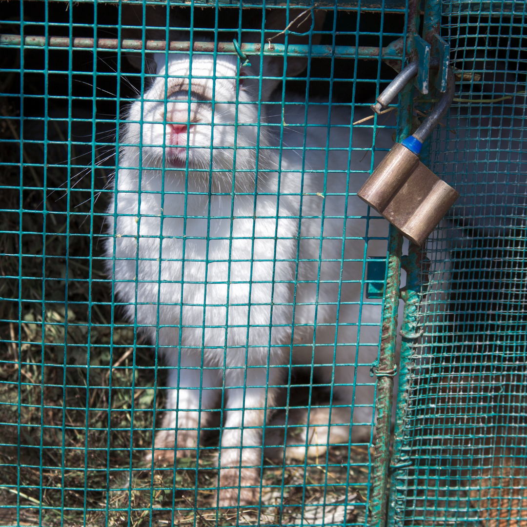 Rabbit Shows: Prison or Prize winning? – Nibble&Gnaw