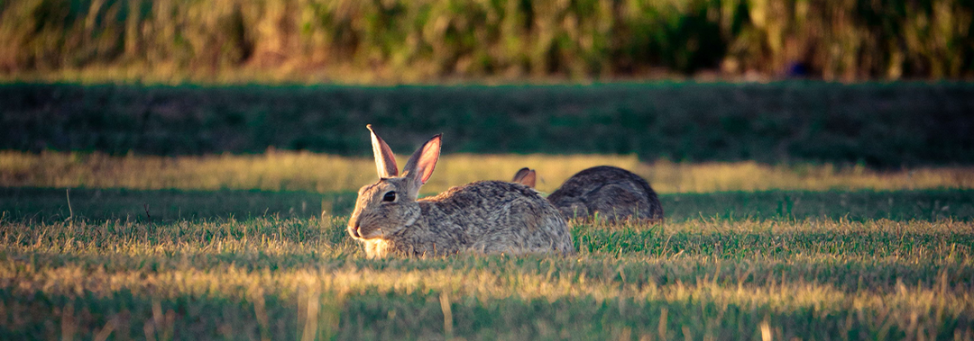 Summer Hygiene Tips for Rabbits, Guinea Pigs & Small Pets