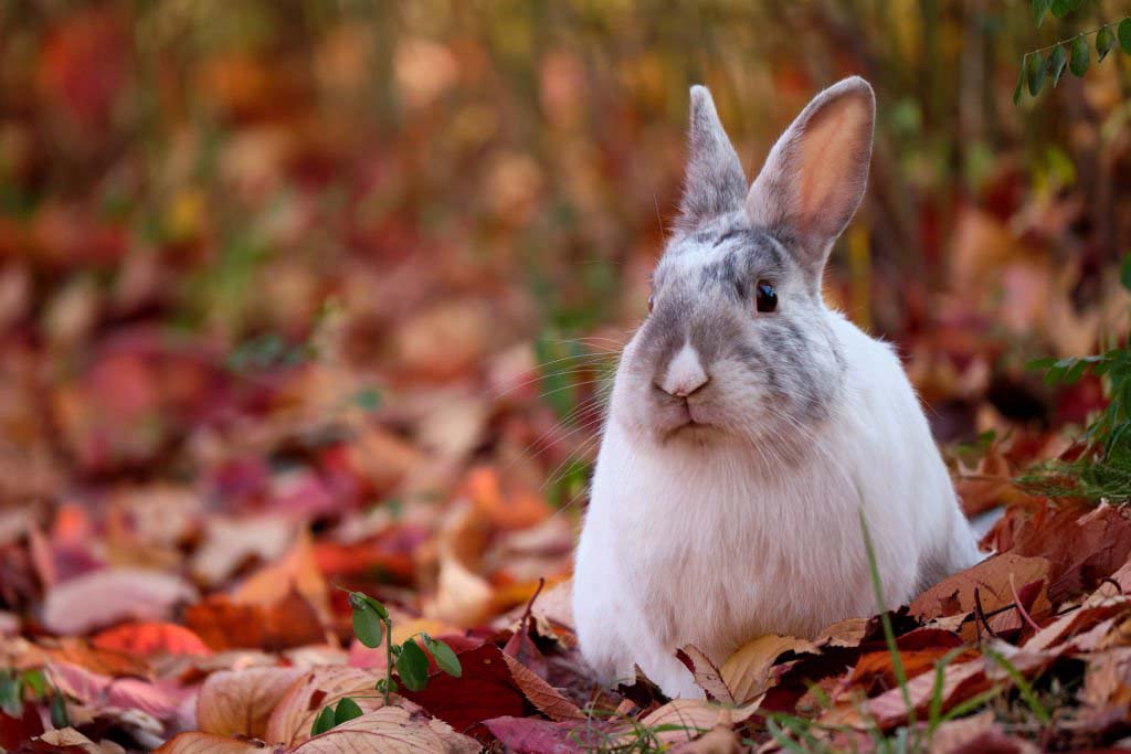Your Nibbler’s Autumn Care Checklist