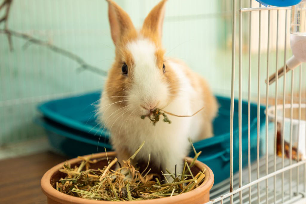 The Autumn Appetite: Why Small Pets Eat More (and What to Do About It)