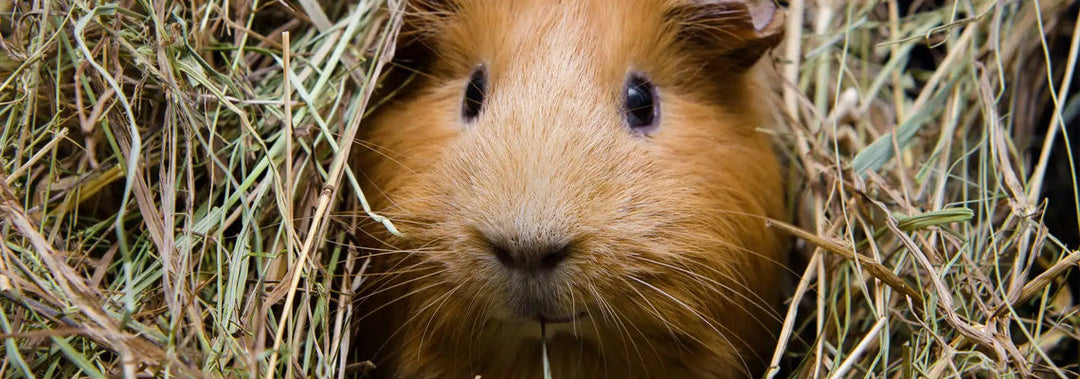 How Much Hay Does Your Nibbler Need?