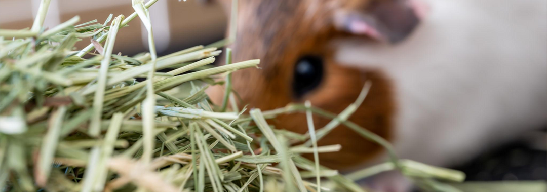 4 Signs Your Pet Needs More Hay This Spring🌾