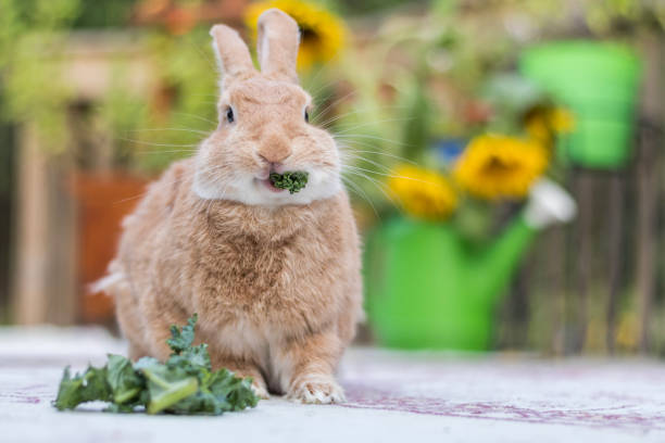 Rabbit Diet 101