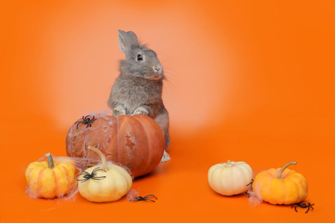 How to Celebrate Halloween Safely With Small Pets