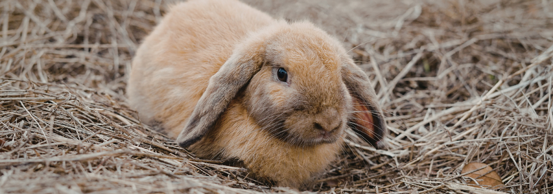 Winter Boredom Busters for Small Pets