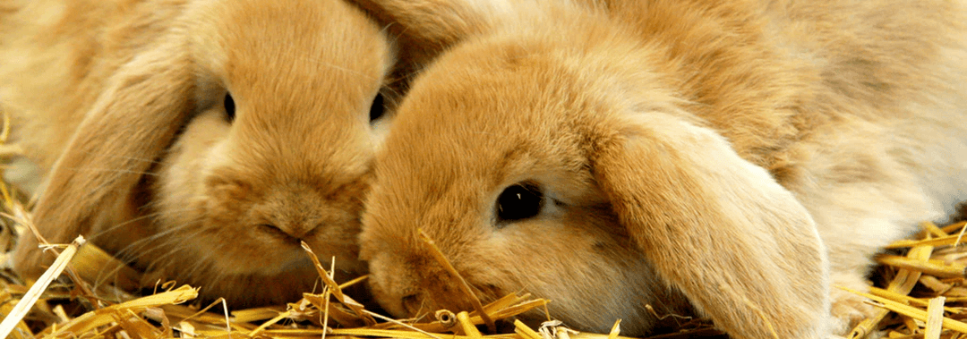 Why Spring Can Disrupt Small Pet Routines