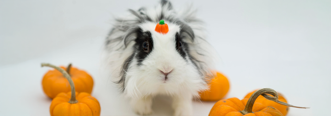 Pumpkin Season: Autumn Foods Your Small Pet Can & Can’t Eat