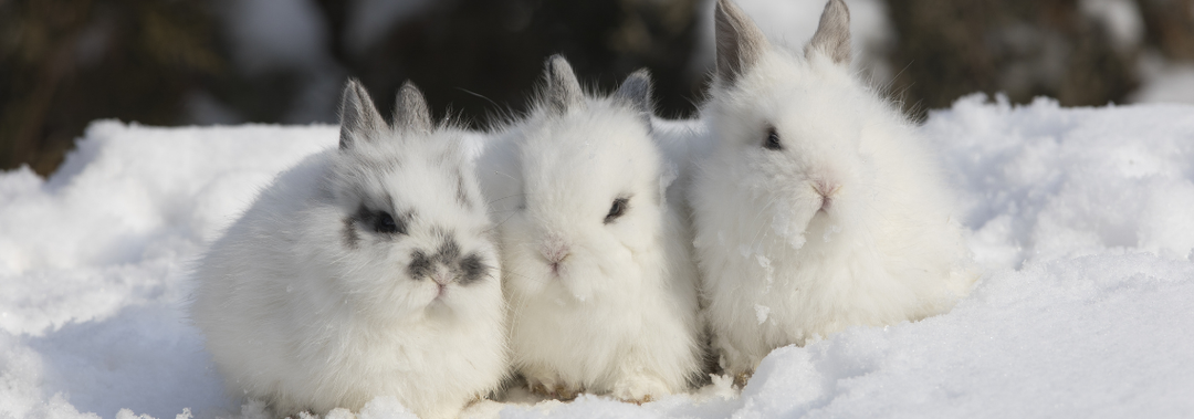 Small Pets & Winter: 4 Things They Need More Of